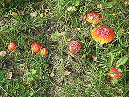 蘑菇,秋季,草地