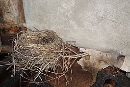 鳥巢,老房子,巢