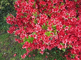 粉紅色的花朵,灌木,花園