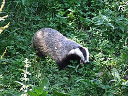 巴杰,動物,性質(zhì)