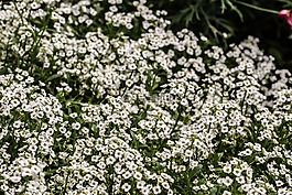 花,特寫,花園里的花