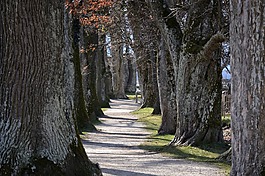 林蔭大道,大道,樹木