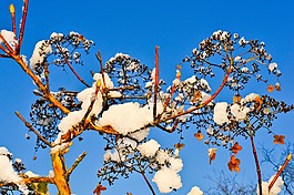 植物,冬天,雪