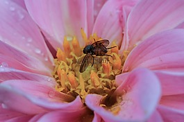 花,昆蟲,特寫