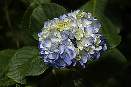 花,植物群在馬丘比丘,花邊