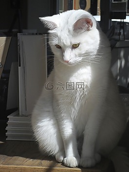貓,陰影,寵物
