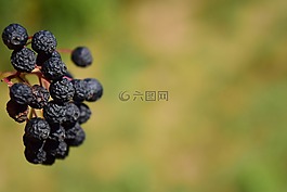 rowanberries,干,性质
