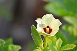 秋葵花,那位女士的手指,植物