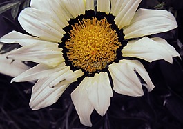 花,春,宏