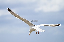 性質(zhì),天空,鳥