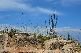 石头,植物,污垢