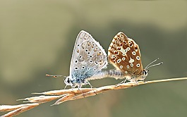 昆蟲,性質(zhì),活
