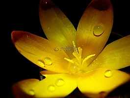 黃色,花,廠
