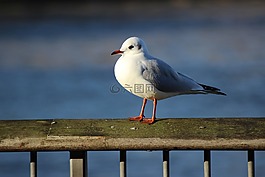 海鷗,河,鳥