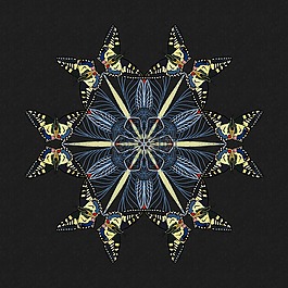 曼陀羅,蝴蝶,濃度