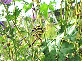 黃蜂蜘蛛,蜘蛛,性質(zhì)