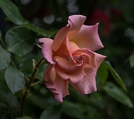 花,玫瑰,開花