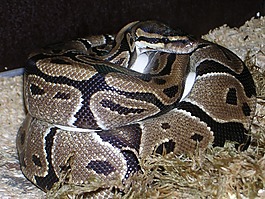 球 python,python 麗君,蛇