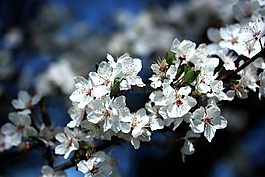 櫻花,春天,白