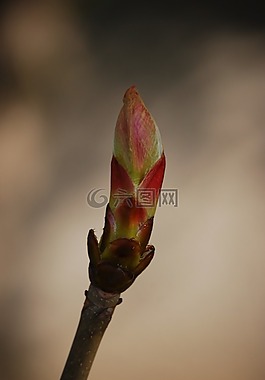芽,春天,分支机构