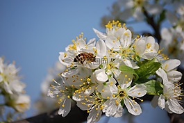 花卉,春天,黃蜂