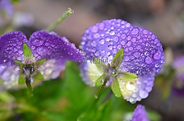 下降,雨,雨滴