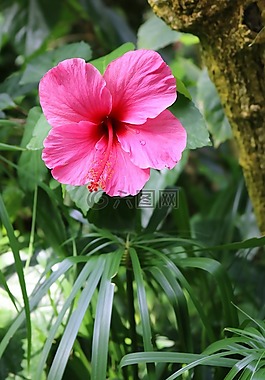 槿,粉紅色,花