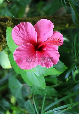 槿,粉紅色,花