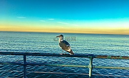 鳥,景觀,海洋