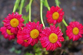 花,natur,下降