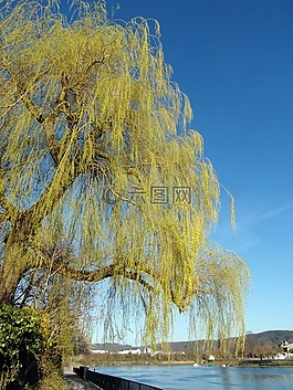 牧场,春天,春天礼服