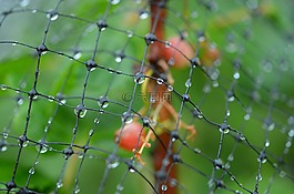 下降,雨,雨滴