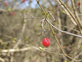 漿果,紅色,布什