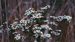 草,花,戶外