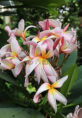 鮮花,白,黃色