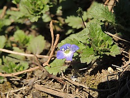 開花,紫,廠