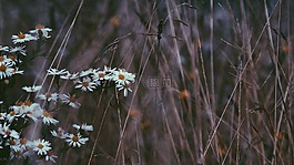 草,花,戶外