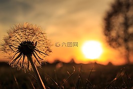 背光,蒲公英,太阳