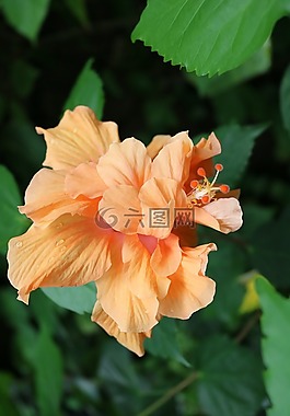 花,橙色,芽
