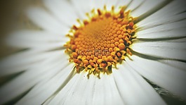 花,黃色,白