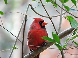 鳥,自然,戶外