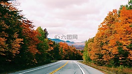 路,路徑,樹