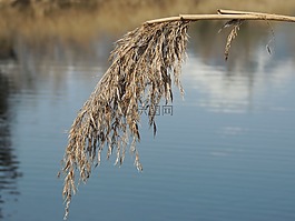 蘆葦,teichplanze,池塘
