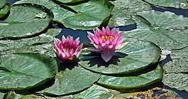 花,睡蓮,粉紅色
