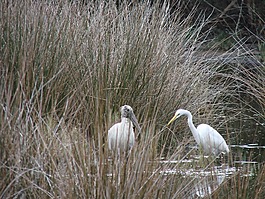 woodstork,鸟,白鹭