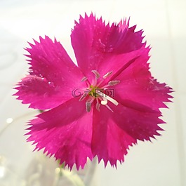 康乃馨,花,厂
