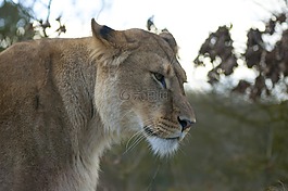 獅子,動物園,母獅