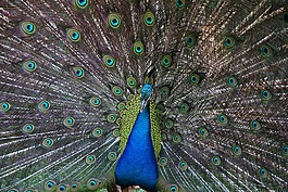 孔雀,動(dòng)物園,鳥