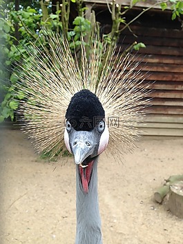 鳥,動物園,動物