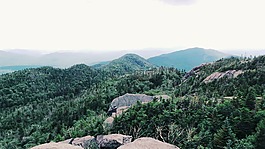 高原,樹,綠色